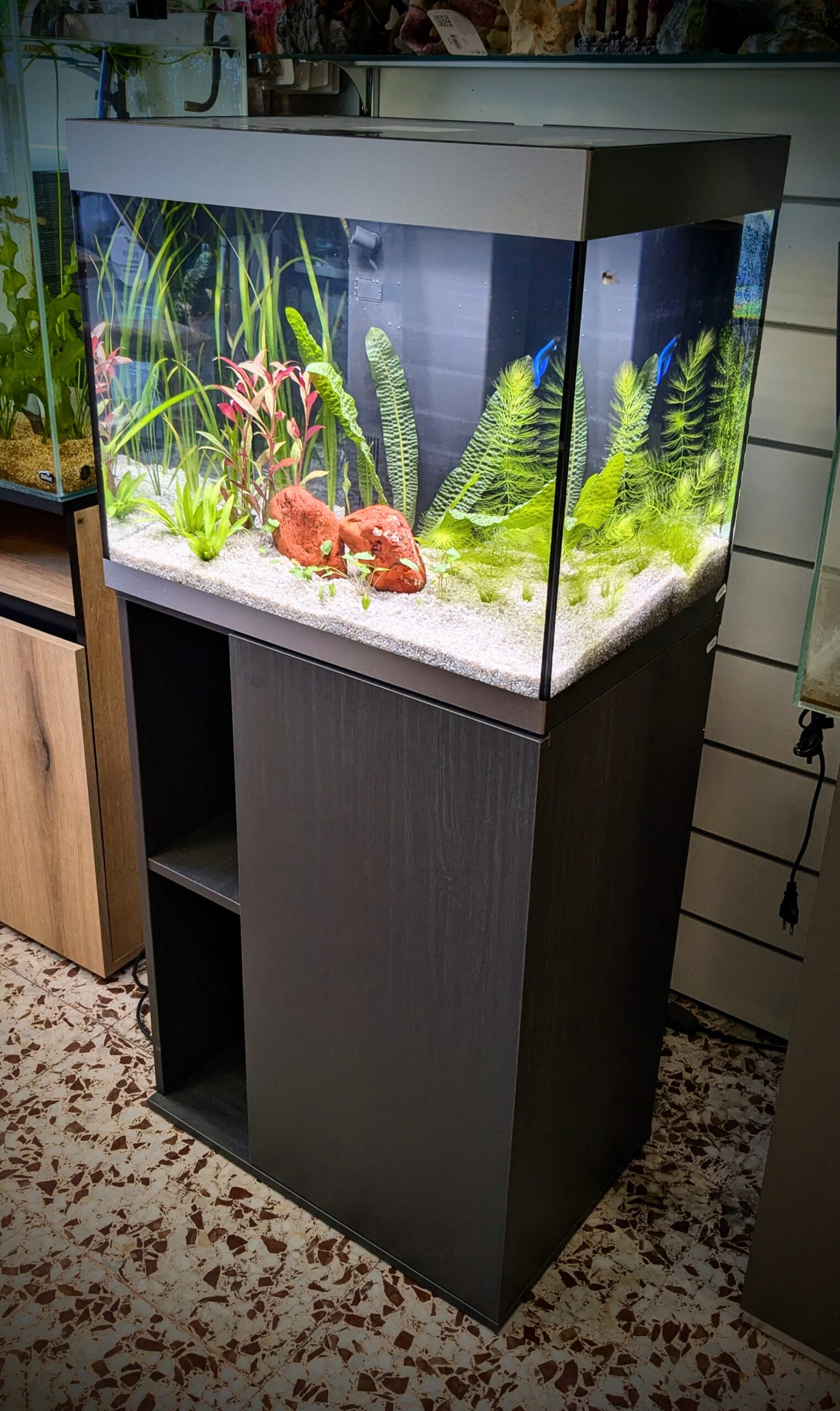 Come allestire il tuo primo acquario – Consigli pratici da Aquarium ...
