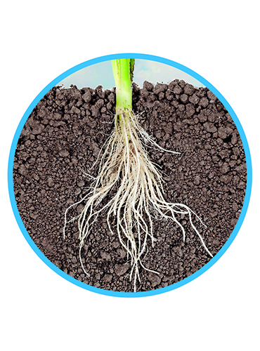 NATURAL BOTTOM askoll - immagine 2